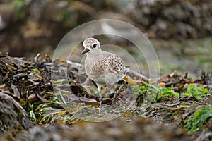 Black bellied plover resting at seaside