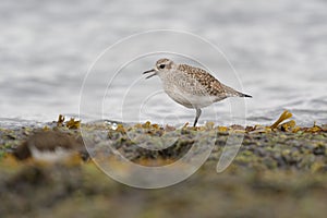Black-bellied Plover resting at seaside photo