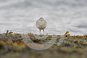 Black-bellied Plover resting at seaside photo
