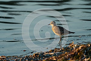 Black-bellied Plover resting at seaside photo