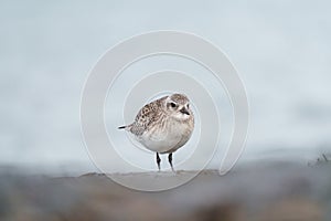 Black bellied plover resting at seaside photo