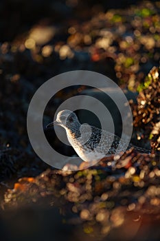 Black bellied plover resting at seaside photo
