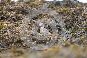Black bellied plover resting at seaside photo