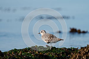 Black bellied plover resting at seaside photo