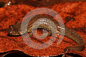 black-bellied salamander on autumn leaf