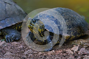 Black-bellied Slider - Water Turtle