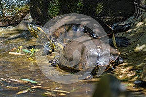 Black-bellied Sliders - Water Turtle