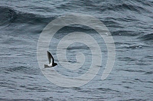 Black-bellied Storm-petrel, Fregetta tropica tropica