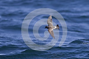 Black bellied Storm Petrel over the sea