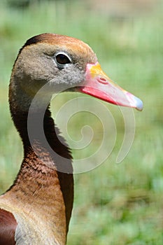 Black bellied whistling duck