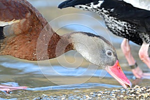 Black bellied whistling duck