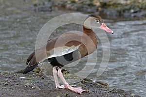 Black-bellied Whistling-duck