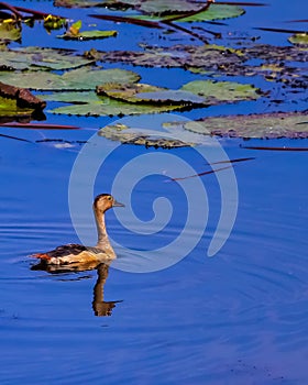 Black Bellied Whistling Duck