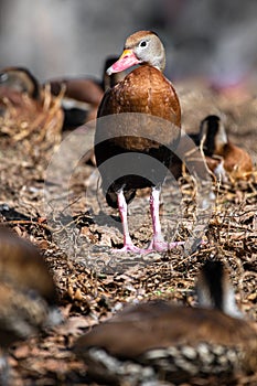 Black-Bellied Whistling Duck