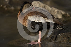 Black-bellied Whistling-Duck