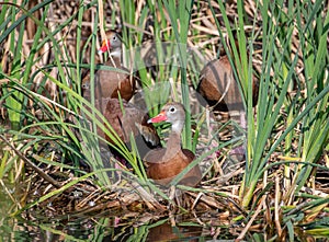 Black-bellied Whistling-Duck