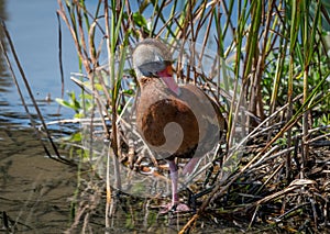 Black-bellied Whistling-Duck