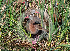 Black-bellied Whistling-Duck