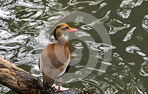 Black-bellied Whistling-duck