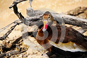 Black Bellied Whistling Duck