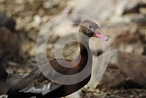 Black Bellied Whistling Duck