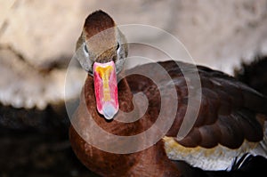 Black Bellied Whistling Duck