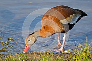 Black-bellied Whistling Duck