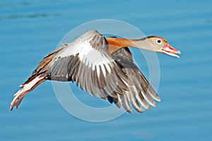 Black-bellied Whistling Duck