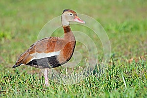 Black-bellied Whistling Duck