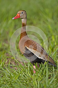 Black-bellied whistling duck