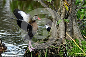 Black-bellied whistling-duck