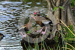 Black-bellied whistling-duck