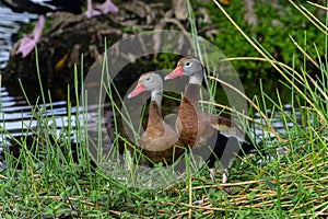 Black-bellied whistling-duck