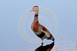 Black-bellied Whistling-duck