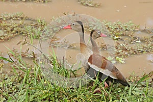 Black-bellied Whistling-Duck