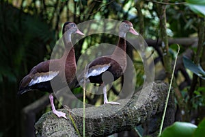 Black bellied whistling duck