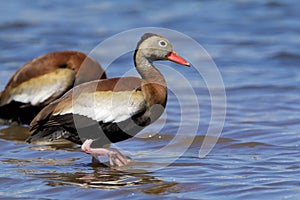 Black-bellied Whistling Duck  826161