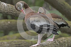 Black-Bellied Whistling Duck