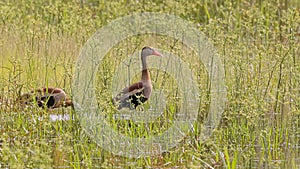 Black bellied Whistling Duck Animal