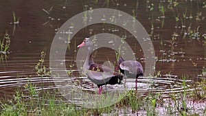 Black bellied Whistling Duck Animal