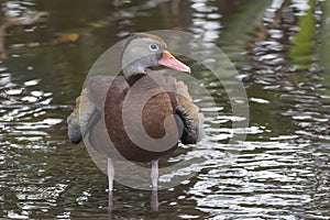 Black-bellied Whistling Duck Bathing in a Florida Swamp