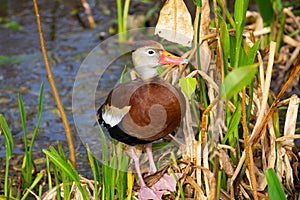 Black-bellied whistling duck bird. Florida. USA.