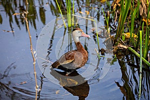 Black-bellied whistling duck bird. Florida. USA.