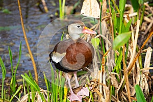 Black-bellied whistling duck bird. Florida. USA.