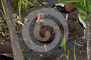 Black-bellied whistling duck bird. Florida. USA.