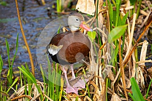 Black-bellied whistling duck bird. Florida. USA.