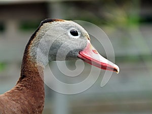 Black-bellied Whistling Duck Dendrocygna autumnalis