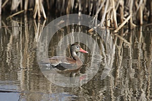 Black-bellied Whistling Duck dendrocygna autumnalis