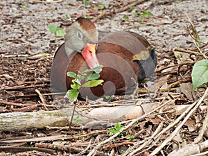 Black-bellied Whistling Duck (Dendrocygna autumnalis)