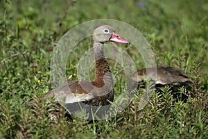 Black-bellied whistling duck, Dendrocygna autumnalis